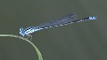 J19_2690 Pseudagrion microcephalum male